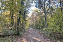 Kein großflächiger Holzeinschlag im Frohnauer Wald - Berlins Wälder konsequent schützen