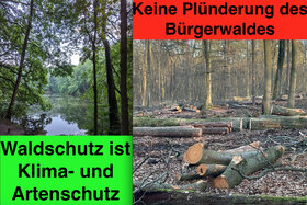 Foto della petizione:Kein großflächiger Holzeinschlag im Frohnauer Wald - Berlins Wälder konsequent schützen