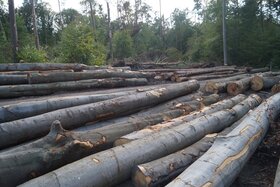 Imaginea petiției: Kein großflächiger Holzeinschlag im Frohnauer Wald - Berlins Wälder konsequent schützen