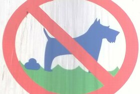 Bild der Petition: Kein Hundekot auf Bürgersteigen und Wiesen!