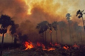 Bild der Petition: Kein Import von Agrar-Produkten aus Brasilien - Kampf gegen die Rodung des Regenwaldes!