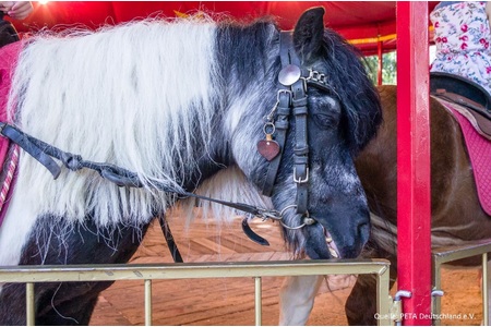Bild der Petition: Kein Ponykarussell auf dem Schiersteiner Hafenfest!