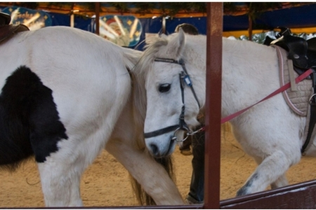Bild der Petition: Kein Ponykarussell mehr auf Jahrmärkten