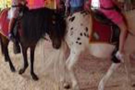 Bild på petitionen:Kein Ponyreiten auf dem Michelsmarkt in Andernach!