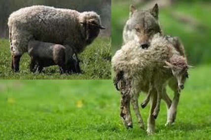 Foto e peticionit:Kein Schutzstatus für Wolf und Luchs - Aufnahme ins Jagdrecht