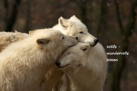 Foto van de petitie:Kein Töten der Wölfe