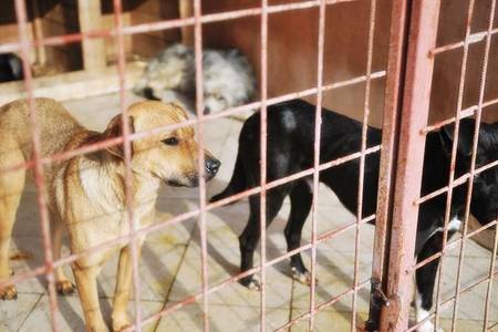 Imagen de la petición:Kein Töten Im Tierheim Danyflor In Rumänien!
