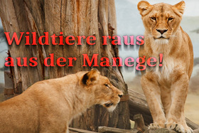 Bild der Petition: Kein Zirkus mit Wildtieren in Augsburg