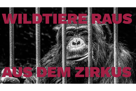 Imagen de la petición:Kein Zirkus mit Wildtieren in Sindelfingen