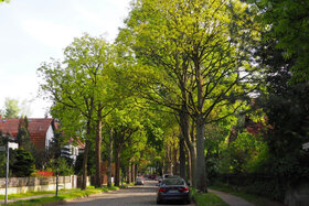 Bild der Petition: Keine Fällung von 80 Bäumen zugunsten von überflüssigen Parkplätzen in Berlin-Frohnau