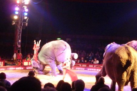 Billede af andragendet:Keine Genehmigungen mehr für Zirkusse mit Wildtieren im Stadtgebiet Pforzheim