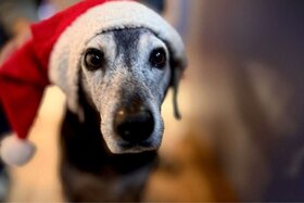 Dilekçenin görseli: Keine Hunde mehr auf dem Weihnachtsmarkt in neustadt weinstraße