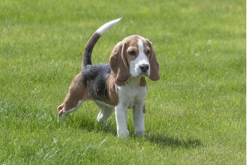 Bild der Petition Keine Hundesteuer für Laborhunde