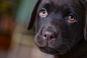 Kuva vetoomuksesta:Keine Hundesteuererhöhung in Erftstadt