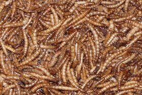 Kuva vetoomuksesta: Keine Insekten in Lebensmitteln!