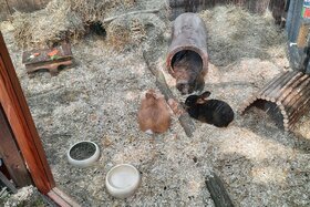 Picture of the petition:Keine Kaninchenausstellungen mehr in der botanika Bremen – für echten Tierschutz statt Tierleid