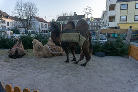 Φωτογραφία της αναφοράς:KEINE Lebenden Tiere auf dem St. Wendler Weihnachtsmarkt