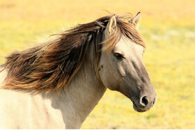 Bild der Petition: Keine LKW-Maut für private Pferdetransporter