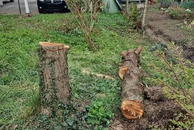 Imazhi i peticionit: Keine neue Wegverbindung durch Gärten und Wiesen in Denzlingen – Natur schützen statt versiegeln!