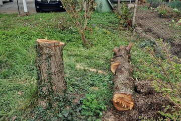 Bild der Petition Keine neue Wegverbindung durch Gärten und Wiesen in Denzlingen – Natur schützen statt versiegeln!