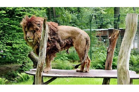 Bild der Petition: keine neuen Löwen für Chemnitz