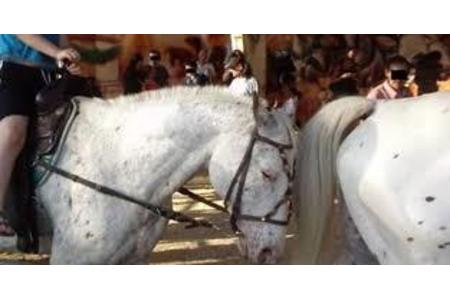 Bild der Petition: Keine Ponykarussells mehr auf dem Blasheimer Markt