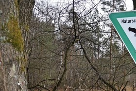 Φωτογραφία της αναφοράς:Keine Rodung von bis zu 40ha Wald für das Interkommunale Gewerbegebiet an der A93