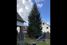 Foto e peticionit:Keine Steuergeldverschwendung für Bielefelder Weihnachtsbäume bäume