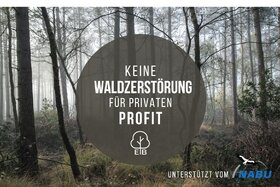 Bild der Petition: Keine Waldzerstörung für privaten Profit in Bestensee/Pätz