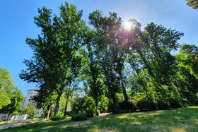 Slika peticije:Keine weiteren Baumfällungen im Auerdreieck, Ersatzpflanzungen für bereits gefällte Bäume!