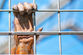Bild der Petition: Keine Werbung für Zoos