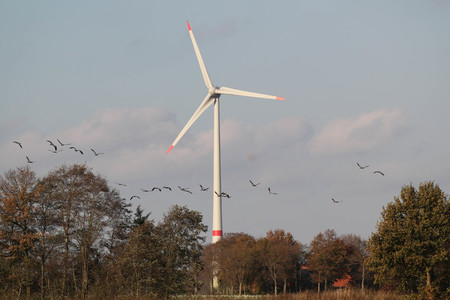 Bild på petitionen:Keine Windkraftanlagen am Europäischen Vogelschutzgebiet Rieselfelder Münster