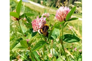 Bild der Petition Keine Wohnmobilstellplätze am "Freudensee"