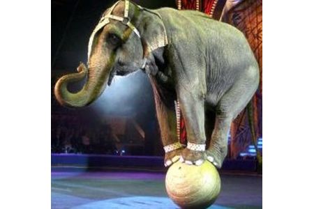 Pilt petitsioonist:Keine Zirkusse mit Wildtieren im Stadtgebiet Landshut