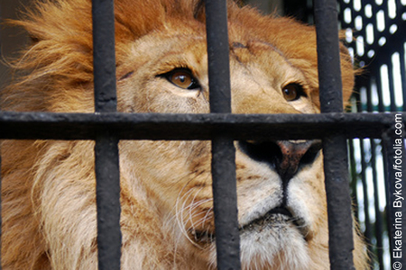 Bild der Petition: Keine Zirkusse mit Wildtieren in Saarbrücken