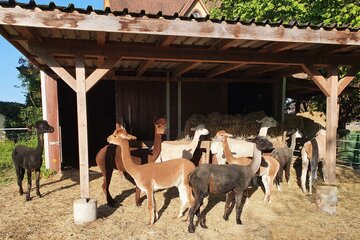 Image de la pétition Die Lamas und Alpakas sollen auf der Gsteigmatte bleiben