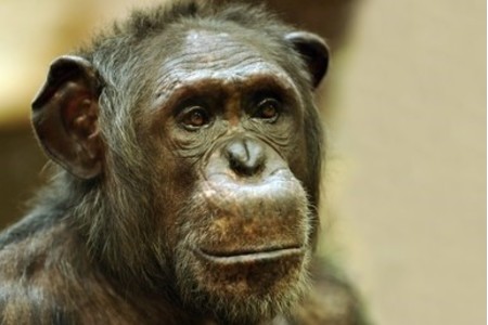 Bild på petitionen:Kitoto und Epulu sollen im Grünen Zoo Wuppertal bleiben dürfen