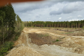 Foto della petizione:Klima 2021: Baumschutz vor Baurecht! Schutzkategorien verschärfen; Neuregelung Ersatzpflanzungen