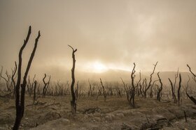 Bild der Petition: Klimarettung CO2 Vermeidung keine Verrechnung /Safe the Climate CO2 Avoidance no Offsetting