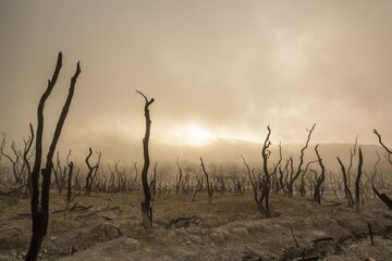 Bild der Petition Klimarettung CO2 Vermeidung keine Verrechnung /Safe the Climate CO2 Avoidance no Offsetting