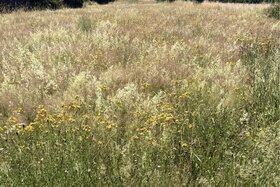 Bild der Petition: Klimaschutz für Schwanewede - Bepflanzung der Grünstreifen im Wohnpark Schwanewede Nord