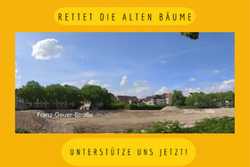 პეტიციის სურათი: Köln-Ehrenfeld - RETTET DIE ALTEN BÄUME IN DER FRANZ-GEUER-STRASSE/STAMMSTRASSE!
