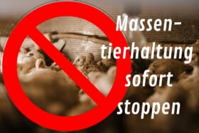 Bild der Petition: Kompromisslose Abschaffung der Massentierhaltung