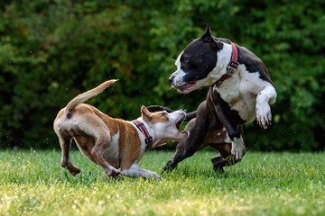 Bild der Petition Konsequente Beißkorb- u. Leinenpflicht für Hunde in der Öffentlichkeit