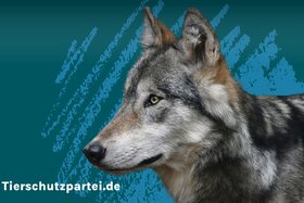 Bild der Petition: Konsequente Verfolgung illegaler Wolfsabschüsse und Stärkung des Tierschutzes in NRW