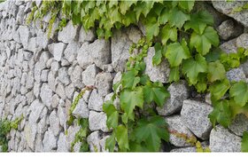Bild der Petition: Die Kunst an der Stadtmauer Gelnhausen soll bleiben