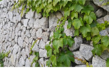 Bild der Petition Die Kunst an der Stadtmauer Gelnhausen soll bleiben