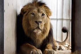 Bild der Petition: Lasst Löwe Subali leben!