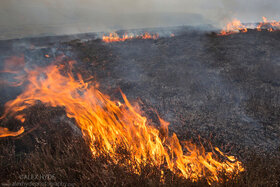 Bild på petitionen:Law on Gorse Burning in Ireland