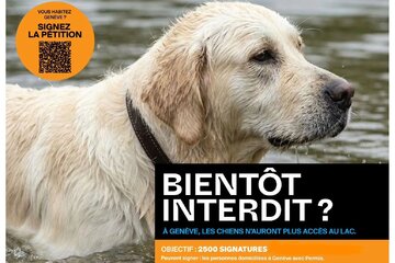 Image de la pétition Le lac pour toutes et tous : cohabitation responsable incluant les chiens à Genève